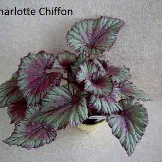 Charlotte Chiffon (K2-3-5) FİDE