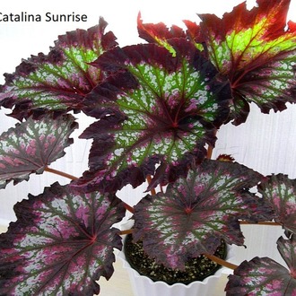 Catalina Sunrise (K2-4) FİDE