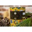 Mimaras Natural Çam Balı Teneke Ambalaj Net 4700gr