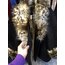 Leopar Kürklü Kaban 