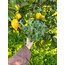 1 Demet Doğal Ada Çayı + 2 adet limon (Kış Paketi)