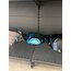 AGV PİSTA GP RR BLUE VİZÖR