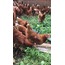 1 Adet Kesilmiş Köy Tavuğu Tadında Gezen Tavuk