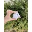 League of Legends - Poro