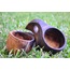 Kuksa (Kök Ceviz)
