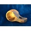 Kuksa (Kök Ceviz)