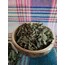 Organik nane Diyarbakır - 40gr