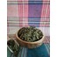 Organik nane Diyarbakır - 40gr