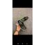 Crocs Terlik 