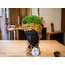 BLACK QUEEN MOSS