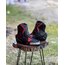 DAINESE HAKİKİ DERİ BOT
