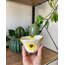 Sunflower mug (ön sipariş)