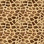 Transfer Paper AS2