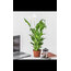 Barış Çiçeği Spathiphyllum (Spatifilyum) 40-50 cm