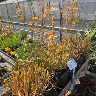 BULBİNE / Bulbine frutescens
