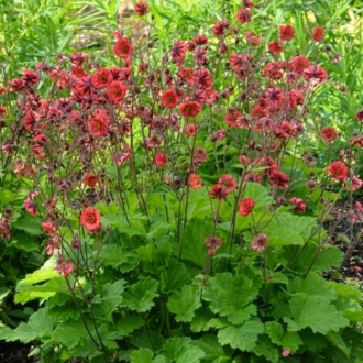 CEYUM ‘kırmızı ejder’ / Geum chiolense ‘Red Dragon’
