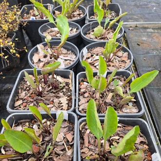 DEV GÜNEŞ SAPKASI – DEV RADBEKYA / Rudbeckia maxima