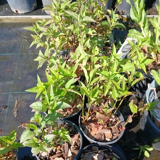 MONARDA ‘mutlu arı’ / Monarda ‘Bee Happy’
