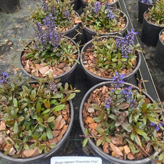 AJUKA ‘çikolata’ / Ajuga reptans ‘Choclate Chip’
