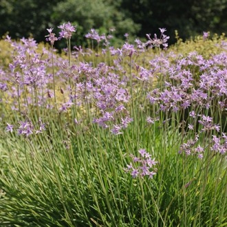 SOSYETE SARIMSAĞI / Thulbagia violacea