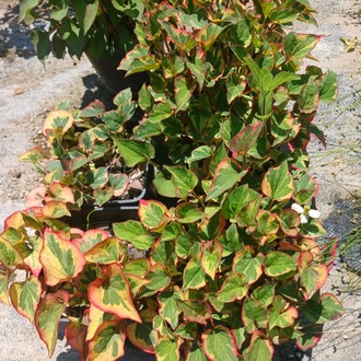 Hötünya ‘bukalemun’ / Houttuynia cordata ‘Chameleon’