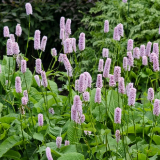 SÜPER PERSİKARYA / Persicaria bistorta ‘Superba’