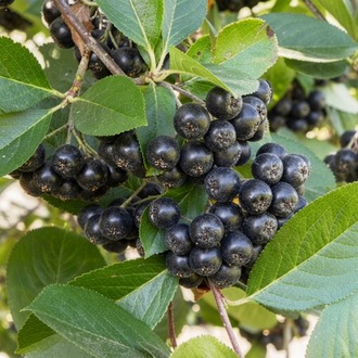 İSVEÇ YABAN MERSİNİ ‘vikink’ / Aronia melanocarpa ‘Viking’