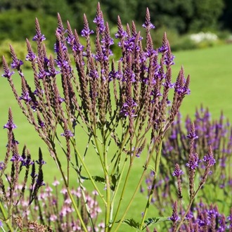 ISLAK VERBENA – ISLAK MİNE / Verbena hastata