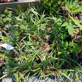ZAMBAK SAZI - LİRYOP / Liriope muscari