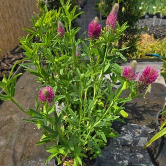 KONİK PEMBE YONCA / Trifolium rubens / *Türkiye Bitkisi