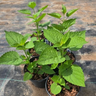 KURAKÇIL AGASTAŞ / Agastache foeniculum