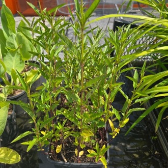 MAVİ BONCUK SALVİYA / Salvia ulginosa