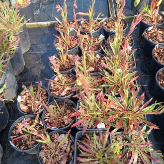 SÜLFÜR EZAN ÇİÇEĞİ -  Oenothera odorata ‘Sulphurea’
