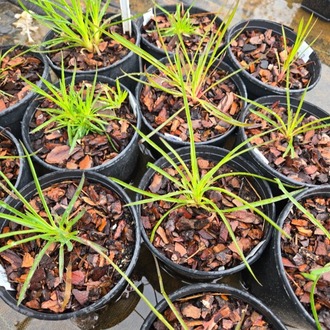 KAN KARANFİLİ / Dianthus cruentus / *Türkiye Bitkisi