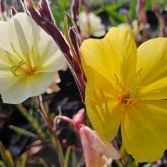 SÜLFÜR EZAN ÇİÇEĞİ -  Oenothera odorata ‘Sulphurea’