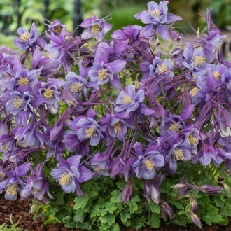 DAĞ HASEKİ KÜPESİ ‘mor-mavi erkenci kuş’ / Aquilegia ‘Early Bird’ - Purple Blue
