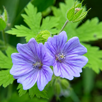 TURNA GAGASI - CERENYUM ‘orkide mavisi’ / Geranium bohemicum ‘Orchid Blue’