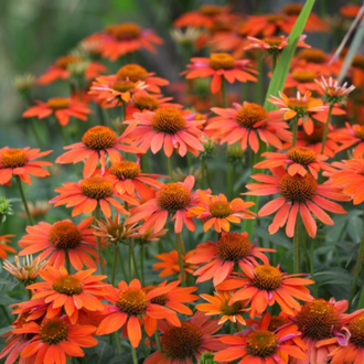 EKİNEZYA ‘lakota turuncusu’ / Echinacea purpurea ‘Lakota Orange’