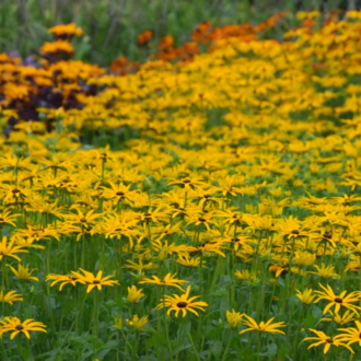 ISLAK RADBEKYA / ISLAK GÜNEŞ ŞAPKASI - Rudbeckia fulgida var. deamii