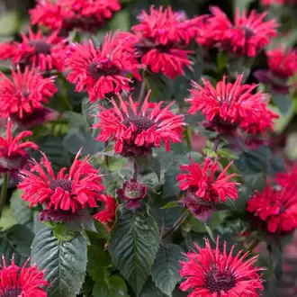 MONARDA ‘mutlu arı’ / Monarda ‘Bee Happy’