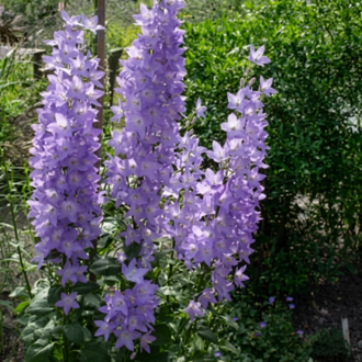 PİRAMİT ÇAN ÇİÇEĞİ / Campanula pyramidalis