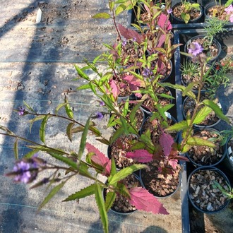 ISLAK VERBENA – ISLAK MİNE / Verbena hastata