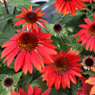 EKİNEZYA ‘sonbahar kırmızısı’ / Echinacea ‘Sombrero Sangrita’