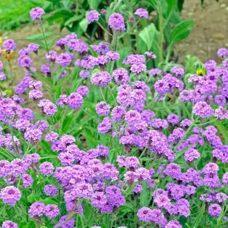 KOMPAKT VERBENA – KOMPAKT MİNE / Verbena rigida
