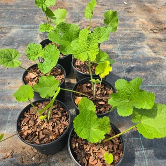 KAYISI NURLU GÜLHATMİ / Alcea rosea ‘Halo Apricot Group’