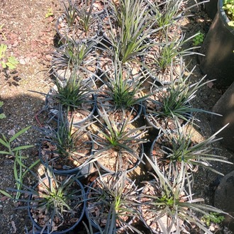 SİYAH OSMANLI ÇİMİ / Ophiopogon planiscapus nigrescens