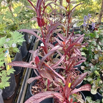 PENSTEMON ‘pokahontas’ / Penstemon ‘Pocahontas’