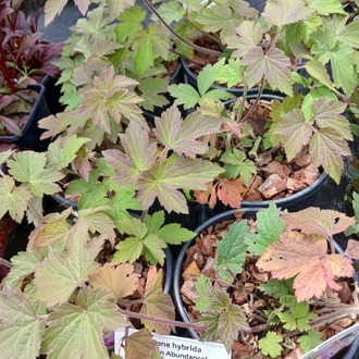 JAPON – ORMAN ANEMONU ‘has bolluk’ / Anemone hybrida ‘Hadspen Abundance’