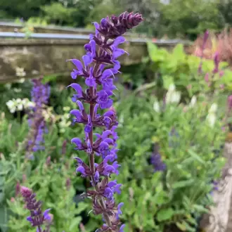 SİYAH KIR SALVİYASI – SİYAH KIR ADAÇAYI / Salvia x sylvestris ‘Negrito’