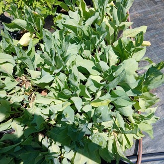 DEV GÜNEŞ SAPKASI – DEV RADBEKYA / Rudbeckia maxima